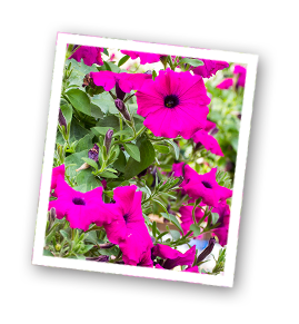 slider_inset1.png