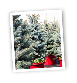 slider_inset4.png